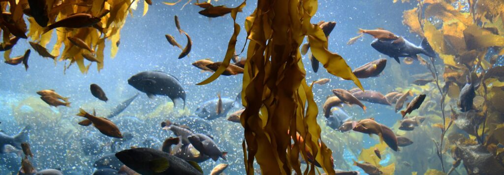 What Is Kelp and Why Is it Vital to People and the Planet?